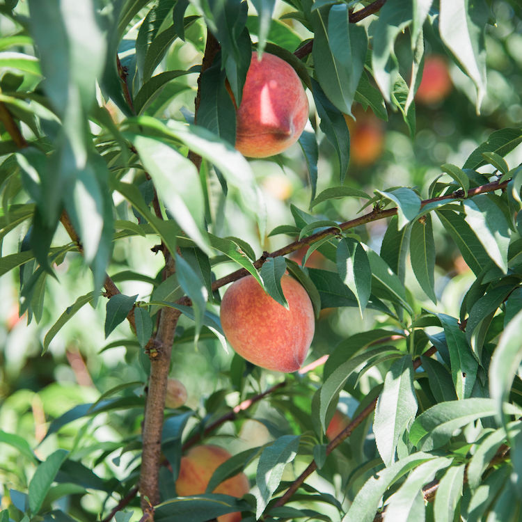 Georgia peach crop decimated by March freeze
